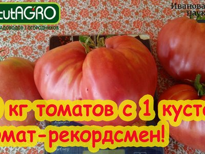 Томат Гигант Новикова