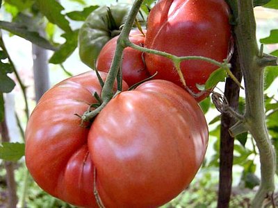 Томат Хлебосольный