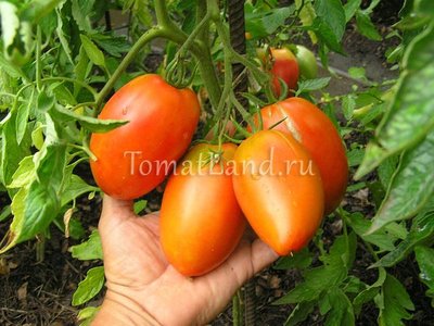 Томат Кенигсберг