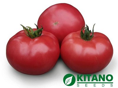 Томат Кибо F1