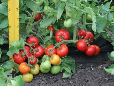 Томат Любаша F1