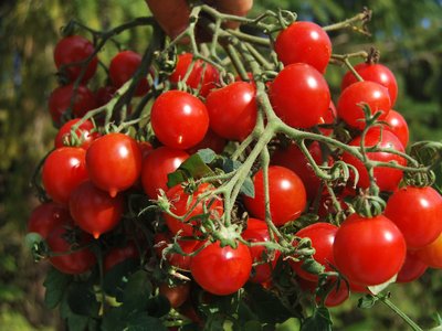 Томат Малиновый гигант