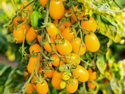 Томат Медовая капля