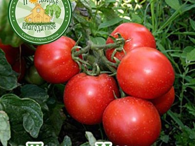 Томат Москвич