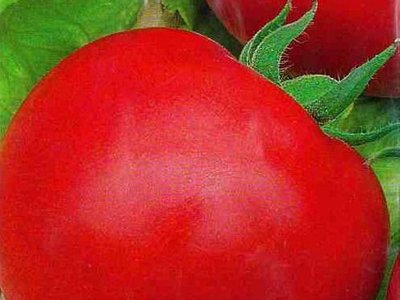 Томат Обские купола F1