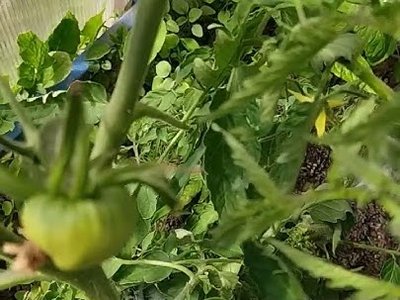 Томат Орлиный клюв