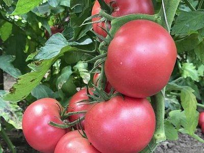 Томат Пинк Парадайз F1
