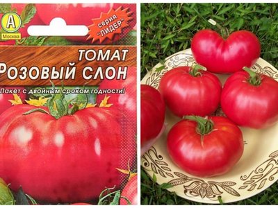 Томат Розовый слон