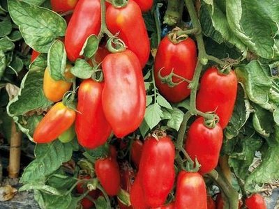 Томат Сан-Марцано