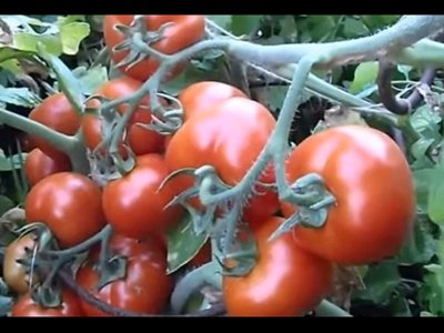 Томат Санька