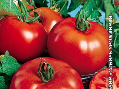 Томат Сибирский скороспелый