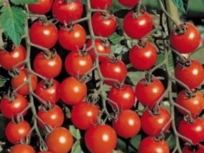 Томат Вишенка красная