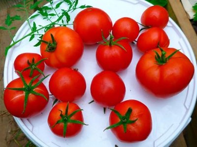 Томат Яблонька России