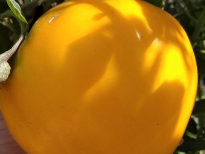 Томат Золотые купола