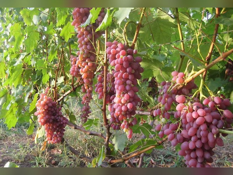 Велес — Виноград