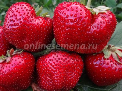 Гигантелла Максим