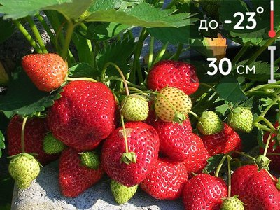 Королева Елизавета 2