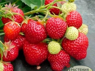 Зенга Зенгана